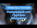 Кот грустно говорит. Тимофей Creatorыч. Кот смотрит в окно и грустно разговаривает. Говорящий кот