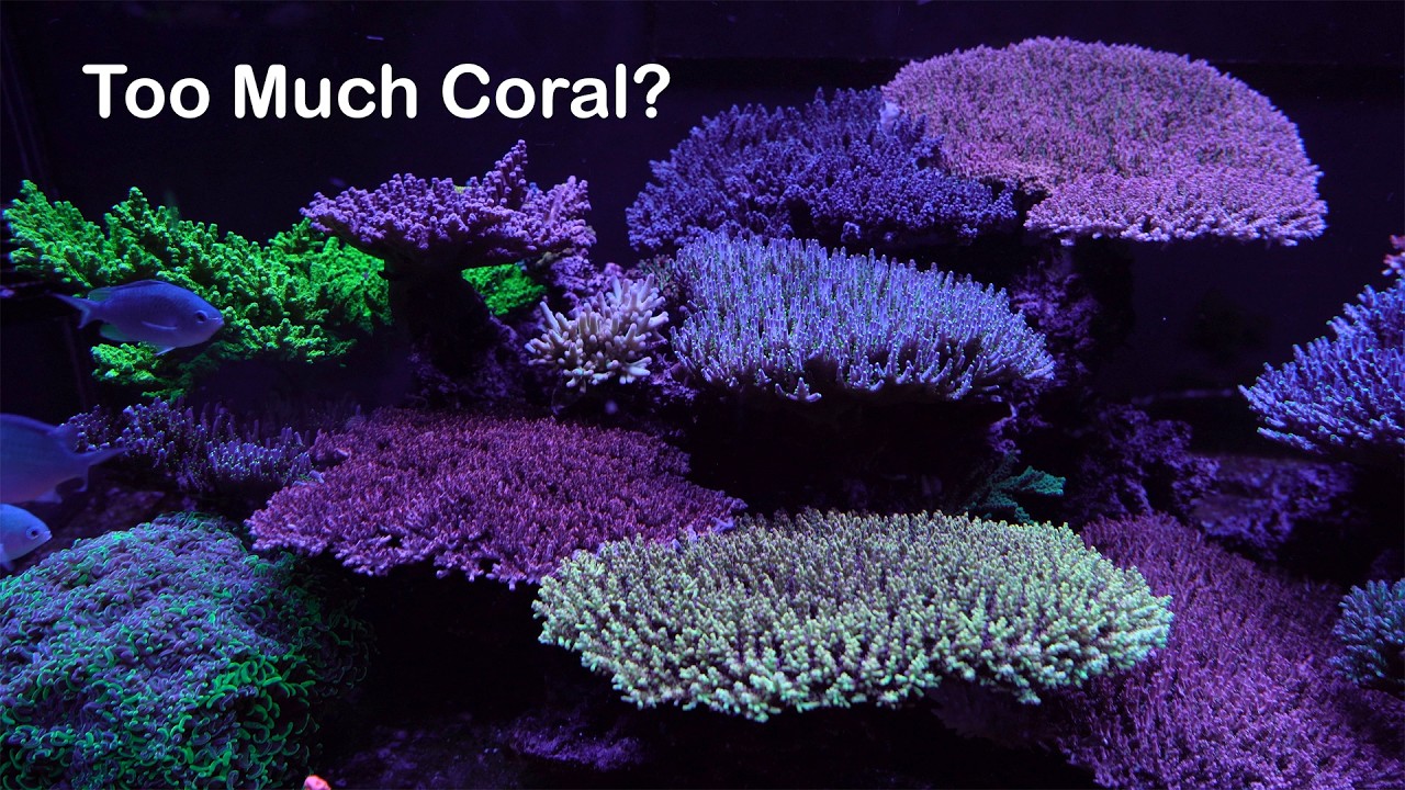 Достиг ли этот бак критической точки? Обновление информации о баке объемом 187 г.