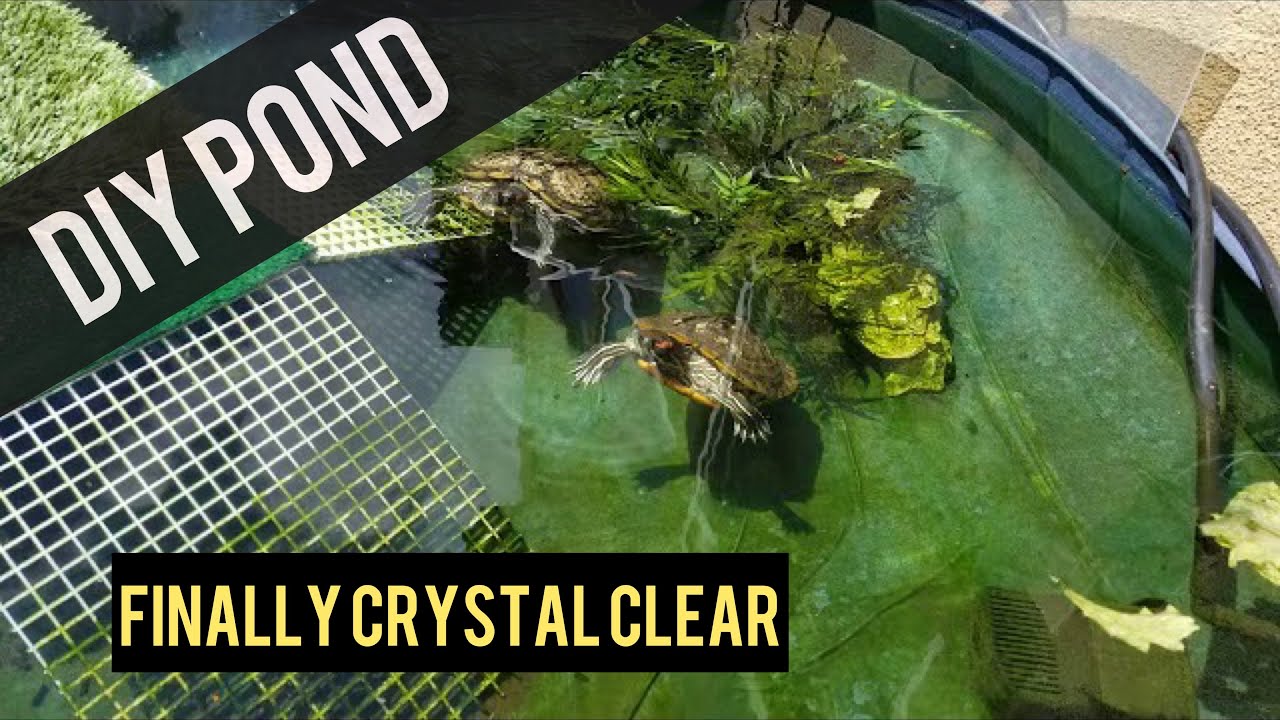turtle crystal clear water home outdoor habitat