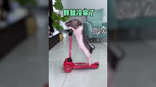 Funnist Animals | Funnist Pet Pig | Cute Pig |有趣的宠物 | 有趣的动物 2022 | 有只小猪叫老六老六和我的爱恨情仇#05short18