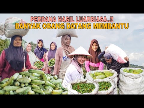PERDANA HASIL LUARBIASA..!! BANYAK ORANG BERDATANGAN IKUT KE KEBUN