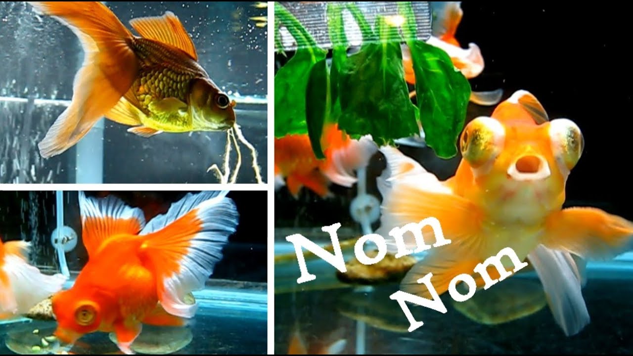 watershed Goldfish Food Frenzy!
