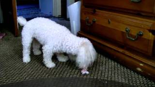 Crunching a turkey bone.AVI