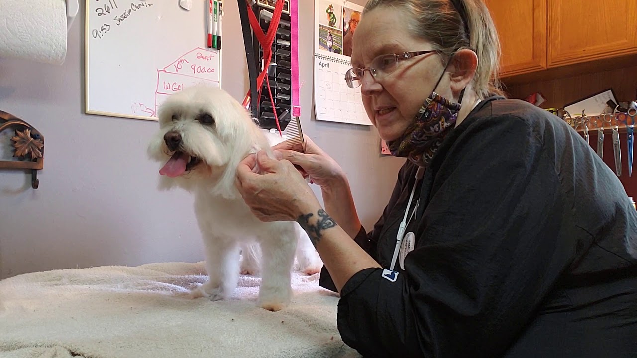 Dematting Fido's ear YouTube