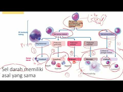 Video: Adakah diapedesis dan kemotaksis adalah perkara yang sama?