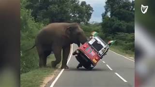 Man Tries To Hand Feed A Wild Elephant AND Gets More Than He Bargained For