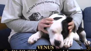 CCHS 'Pet of the Week' - March 18, 2013 by breatMCTV 220 views 11 years ago 7 minutes, 24 seconds