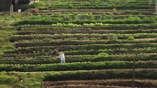 Programas para el Desarrollo Agrícola - TvAgro por Juan Gonzalo Angel