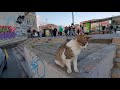 Стамбул - місто котів Cats in Istanbul