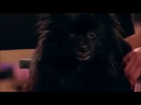 Britain S Got Talent Dog Hypnotist Britain S Got Talent Dog Hypnotist