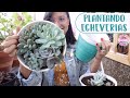 Trasplantando ECHEVERIAS a macetas individuales│Candy Bu