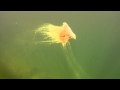 Jellyfish when Kayaking.MP4