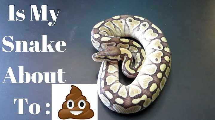 Detecting When Your Ball Python Needs to Go to the Bathroom - A Guide
