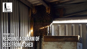 Rescuing a Swarm of Bees from a Shed - The Bush Bee Man