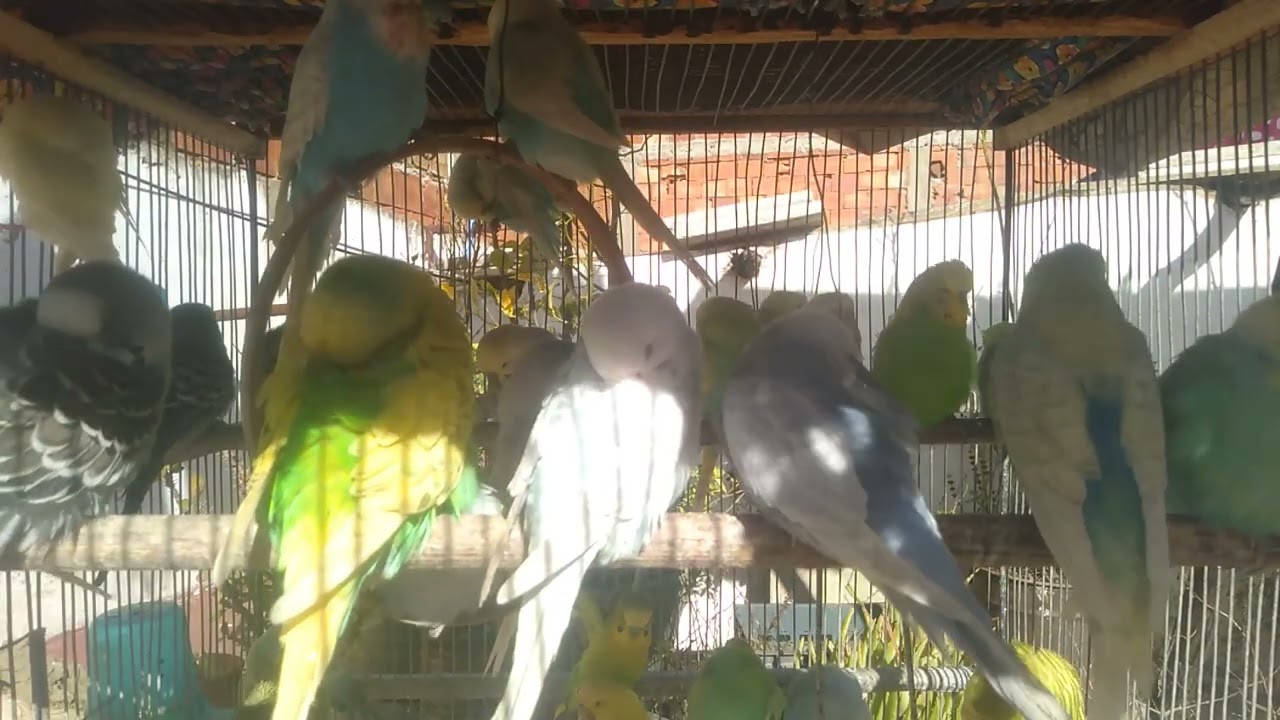 Quiet Premium Parrots for Stress Relief 