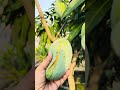 গাছে আম ফেটে শেষ #gardening #greenlove #fruitgarden #greenrooftop #mango #vegetable