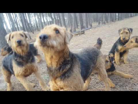 airedale-terrier-puppies-for-sale-video---s-&-s-family-airedales---trained-airedale-terrier-puppies