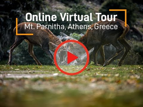 For Explorers Staying Home : Οnline Virtual Tour Mt. Parnitha, Athens, Greece - Trekking Hellas