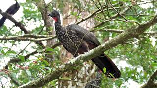 Crested Guan | Pava | Birds of Costa Rica | Natural sounds #birds #nature #rainforest
