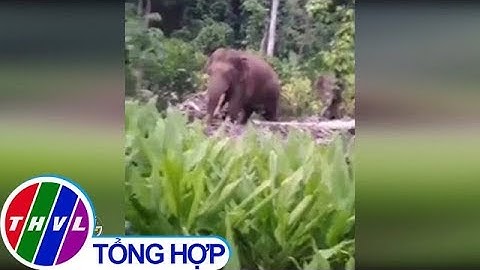 THVL | Người dân Đồng Nai "kêu trời" vì voi rừng liên tục phá hại hoa màu