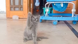 Adopted Lilly Kitten in Happy Mood| Kitten Playing. by KITTY VET 262 views 1 year ago 2 minutes, 13 seconds