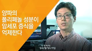 양파의 폴리페놀 성분이 암세포 증식을 억제한다 - (20120512_412회 방송)_내 몸을 살리는 채소, 양파