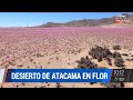 Insólito: pese a la sequía, floreció en el desierto de Atacama I A24