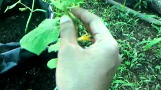 Pruning In Cucumber Cultivation