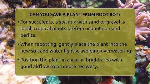 Can You Save A Plant From Root Rot? - The Plant Enthusiast