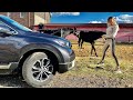 Конкурент Тойота РАВ4. Новая Honda CR V 2020