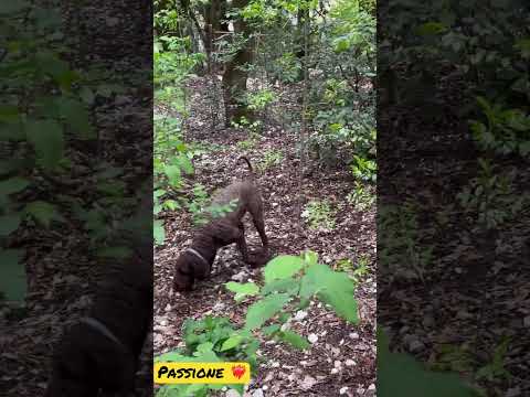 Dog Lagottoromagnolo Truffle Nature Youtubeshorts Tartufo Hunting Lovedogs Follow