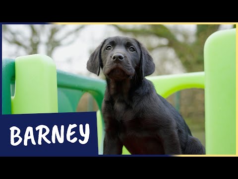 Meet our latest Sponsor a Puppy trainee Barney