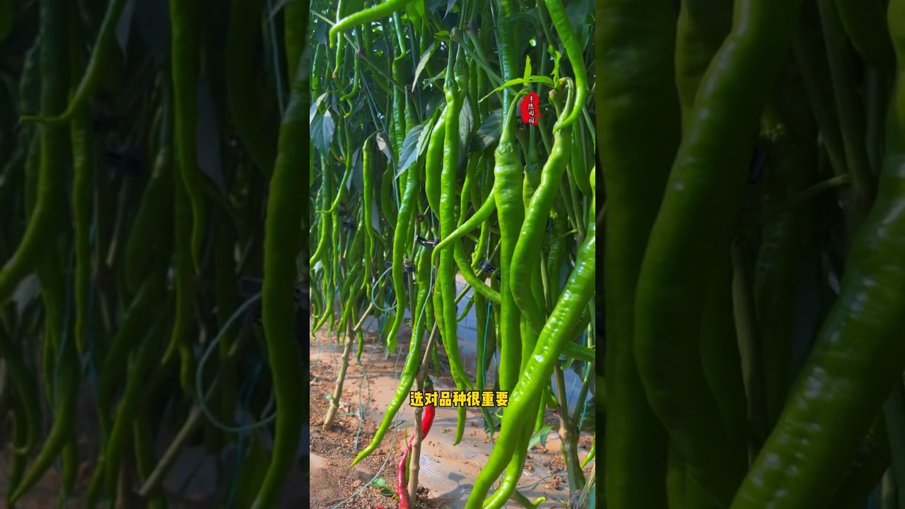 Very spicy, high yield, friends who like spicy food can plant some 