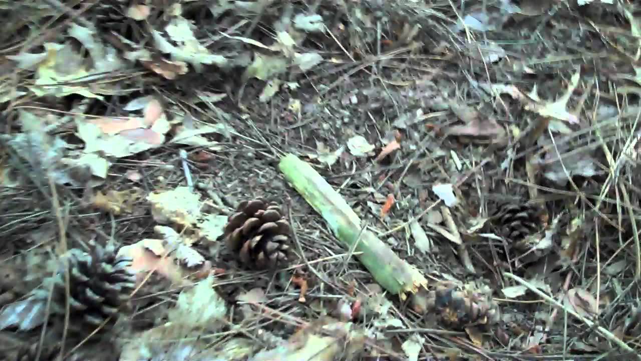 deer rub and scrape in the woods YouTube
