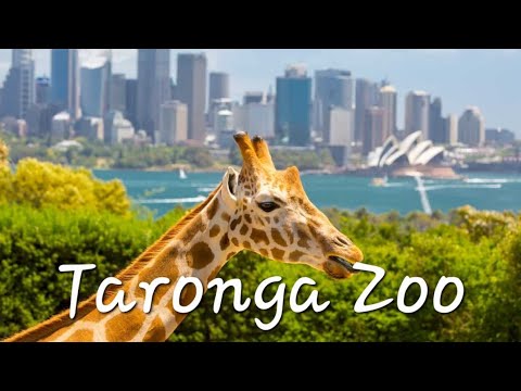 Video: Zostaňte Cez Noc V Zoo Sydney V Taronga V Eko-pod