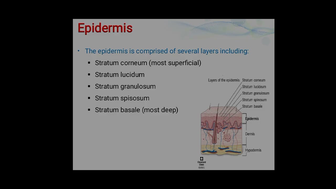 Integumentary System   lab 2