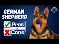 Pros and Cons of Owning a German Shepherd: A Comprehensive Guide #germanshepherddog