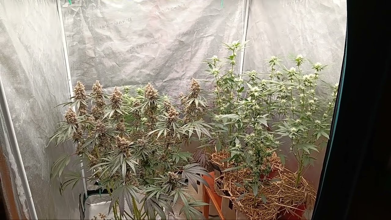 100% ORGANIC FAST BUDS Tropicana Cookies & Purple Lemonade FF DAY 77 Build-a-Soil