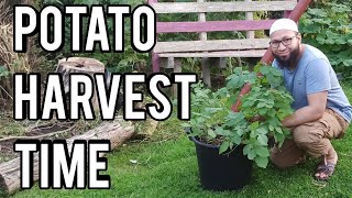 When To Harvest Potatoes Grown In Containers