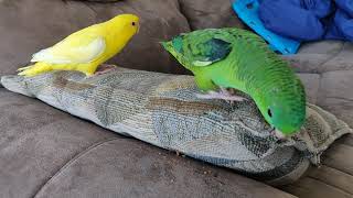 lineolated parakeet Linnie play time and green cheek conure.