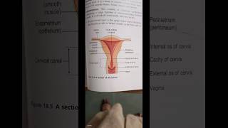 uterus sections 👩🦰. #bpharmacy #study #rgpvnews #collegelife #youtubeshorts #uterus #like