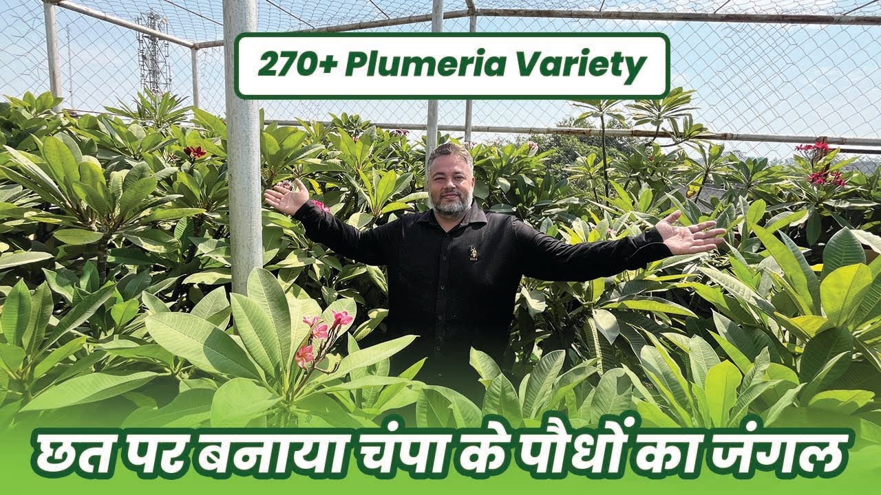 हरियाणा की इस छत पर है चंपा का जंगल 😯🪴 Plumeria 270+ Variety Garden Tour 😱 🌸