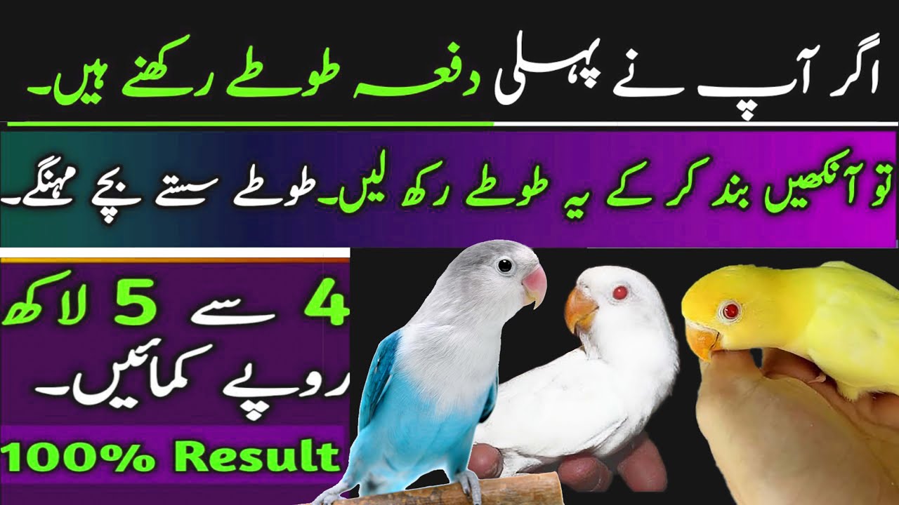 Sasti Pairing Se Behtareen Munafa | How To Start Lovebirds Farming In Cheap Price | love bird profit