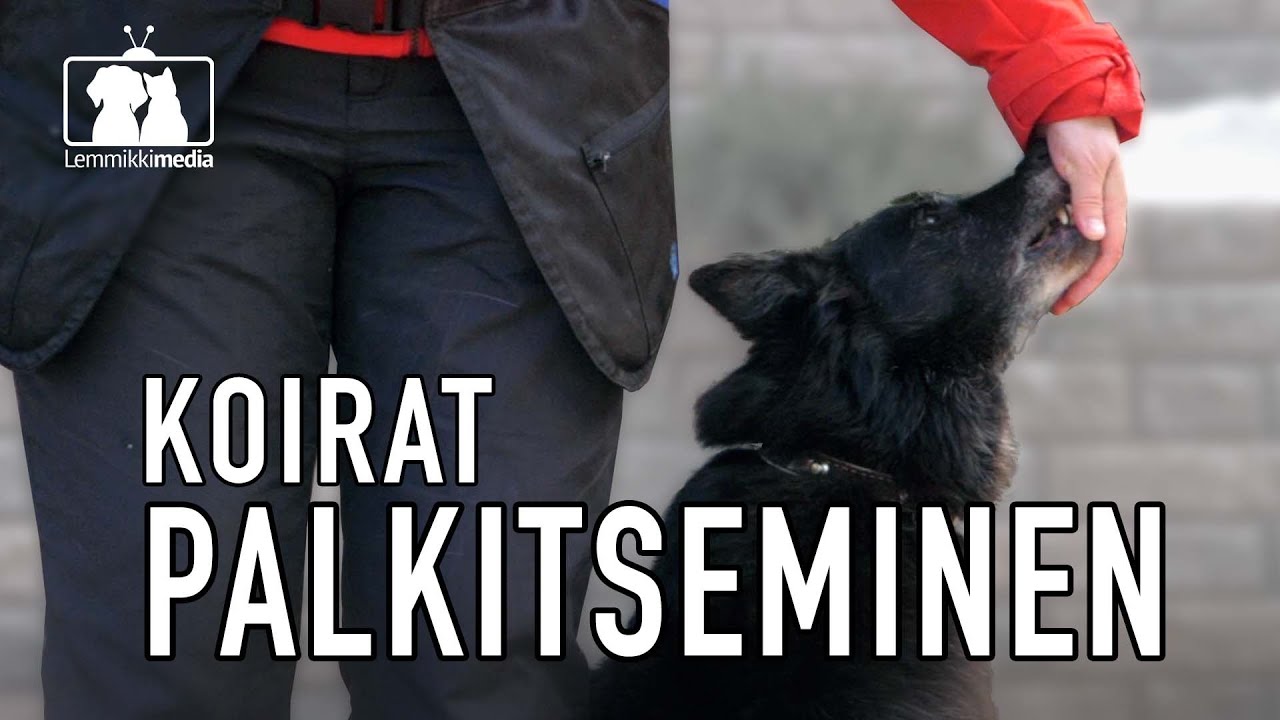 KOIRAT: Koiran palkitseminen on kouluttamisen A ja O  |  ARJEN TUKITOIMINNOT
