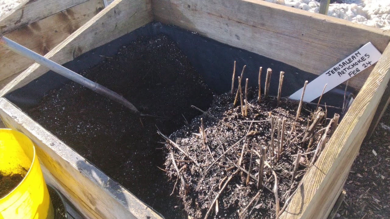 Watch This Before Growing Jerusalem Artichokes My 10 Mistakes Revealed 