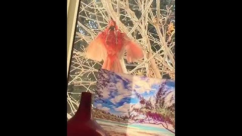 Northern Cardinal Attacking Own Reflection in Window