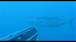 PESCASUB - Compilation pesca in apnea ai pelagici - Palamite, Serra, Ricciole - Spearfishing