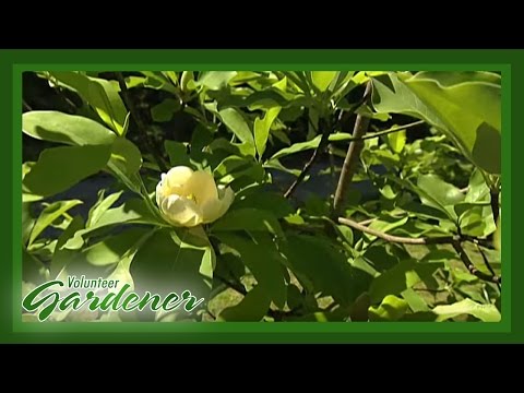 Video: Evergreen Magnolia Trees - Vrste zimzelenih Magnolia Trees