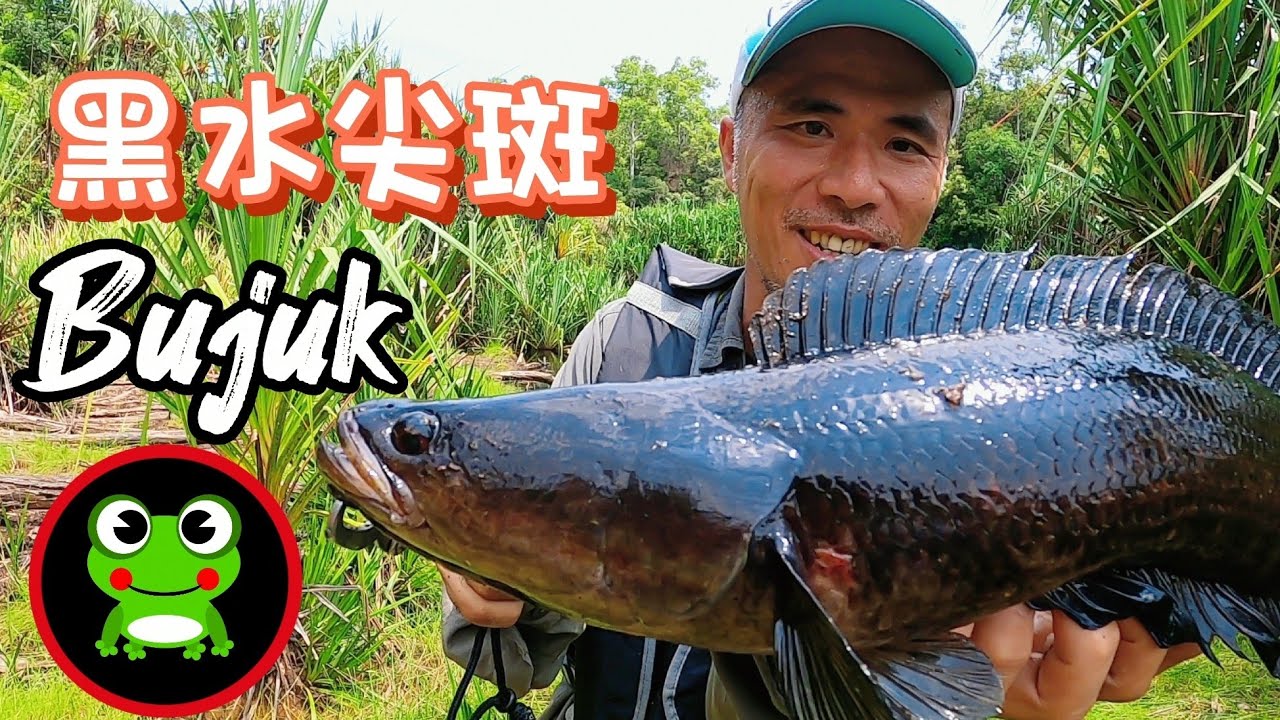 (EP92)在黑黑的河水底下拖呀拖呀拖。重拾回忆，田鸡王道！Ikan Bujuk,Air Hitam,Ini kali tak Kombao!!