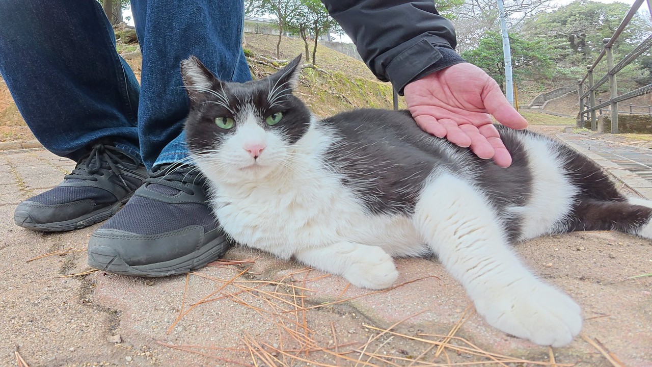 Круглая похожая на панду кошка любит когда её массирует человек.